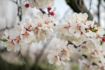 Obraz premium Spring blossom background. Flowering apricots close up.