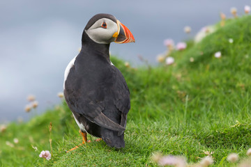 Puffin on Shetland Island resting in green grass and small white flowers