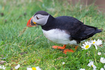 Puffin on Shetland Island resting in green grass and small white flowers