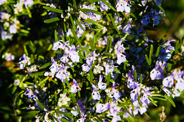 Close up of blooming rosemary bush (Rosmarinus officinalis) in spring