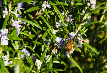 Close up of blooming rosemary bush (Rosmarinus officinalis) in spring