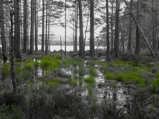 Monochrom Aufnahme von Bäumen im Wasser eines Sumpf stehend am Loch Garten bei Aviemore mit  grünem Gras und Spiegelungen auf der Wasseroberfläche