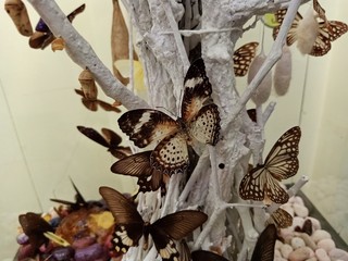 Beautiful butterfly Show at the Thai Insect Festival In northern Thailand20