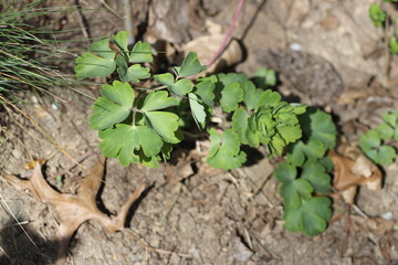 green plant growing in soil