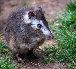 long-nosed potoroo