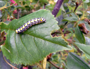 caterpillar on a leaf