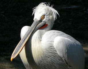 portrait of pelican