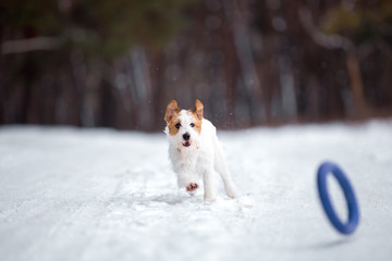 Jack Russell Terrier plays in the winter forest.