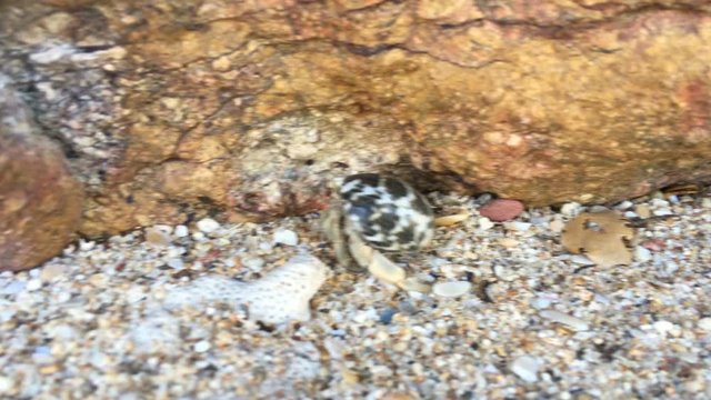 4K closeup footage of small hermit crab with shell crawling on sand beach