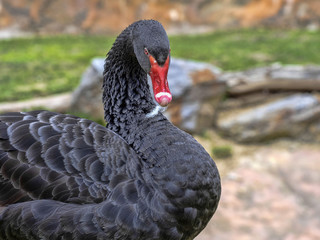 Fototapeta premium Portrait of Australian Black Swan, Cygnus atratus