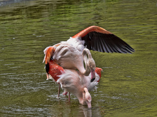 Rosy Flamingo, Phoenicopterus ruber roseus, spring mating