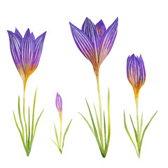 Watercolor set of  violet crocuses