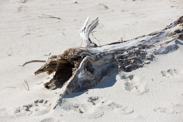 Treibholz am Strand