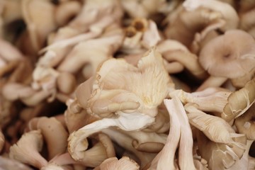 Fresh mushrooms for cooking at street food