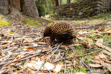 Echidna walking in mt Field national park. Tasmania