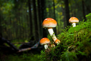 Mushroom close-up in the forest