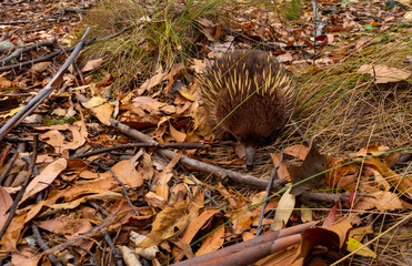 Echidna walking in mt Field national park. Tasmania