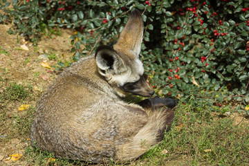 Bat-eared fox (Otocyon megalotis) under the berry bush