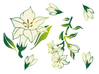 Fototapeta premium ゆり 花