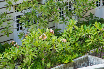 Pink flowers in nature