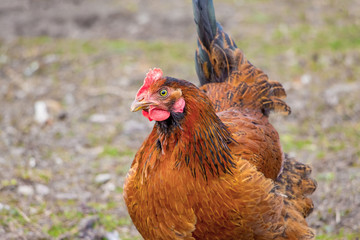 Brown chicken close up on blurry background. Breeding of poultry_