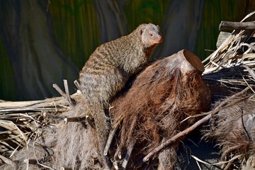 Mongoose on a fallen tree