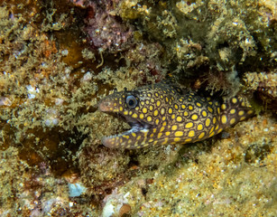 Jewel Moray Eel (Muraena lentiginosa)