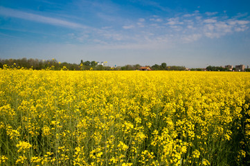 Obraz premium Panorama primaverile