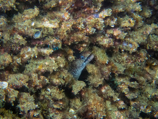Jewel Moray Eel (Muraena lentiginosa)