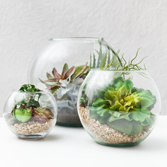 Florarium vases with succulent plants, closeup, crop