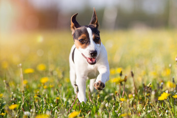 Hunderasse Jack Russel Terrier Hündin läuft über eine Butterblumenwiese im Frühling kleiner...