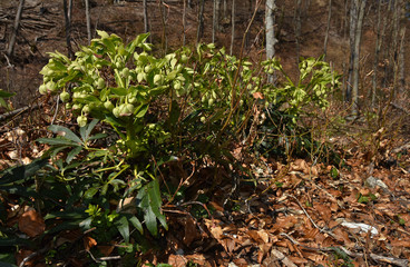 Stinkende Nieswurz, Helleborus foetidus, setterwort,