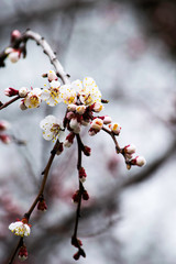 blooming apricot branches in a garden in spring