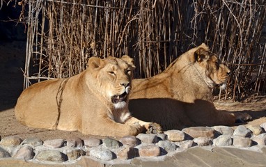 Two lionesses bask in the sun