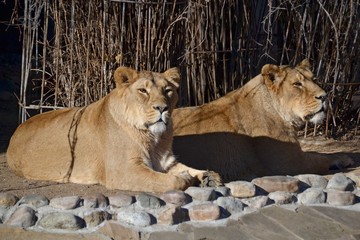 Two lionesses in the sun