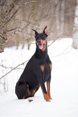 Dog breed Doberman plays in the winter forest