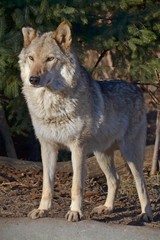 Portrait of an adult wolf