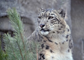 Snow leopard for spruce