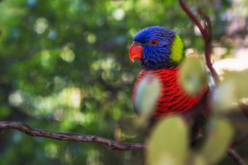 A Colorful Rainbow Lorikeet Bird in a Tree