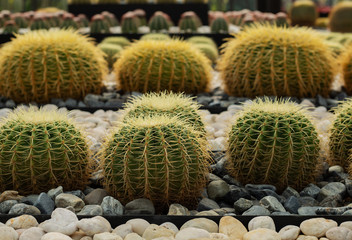 Fototapeta na wymiar large round cacti