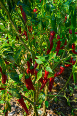 Red Chilli Pepper Plant