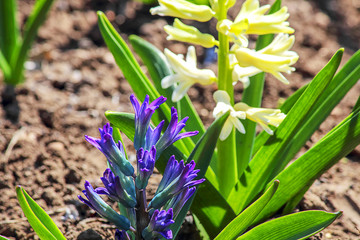 Hyacinthus orientalis flower on an abstract background. Blue and White (Carnegie) hyacinth. Hello Spring. Used in the perfume industry. Selective focus, close-up.