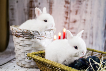 Easter background. Two bunny and blue painted Easter eggs.