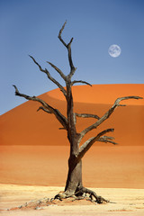 Tree in Dead Vlei in the desert Sossusvlei, Namibia