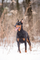 Dog breed Doberman plays in the winter forest