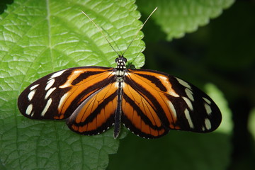 little beauty on the way