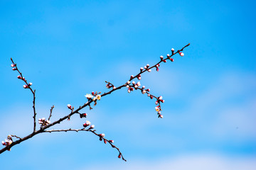 blooming apricot branch on a background of bright blue sky