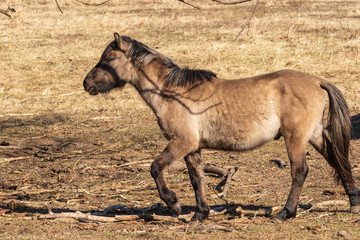 Fototapeta premium Beautiful horses in spring in the meadow eat grass. Horse walking in field.