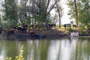Fototapeta na wymiar Cows stand in the water on a hot day