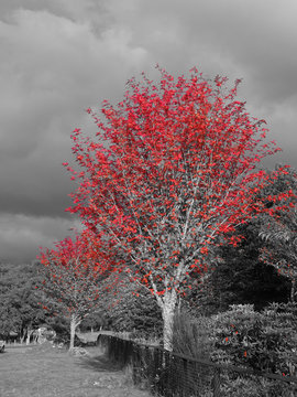 Monochromes Landschaftsbild mit einem Baum mit roten Blättern